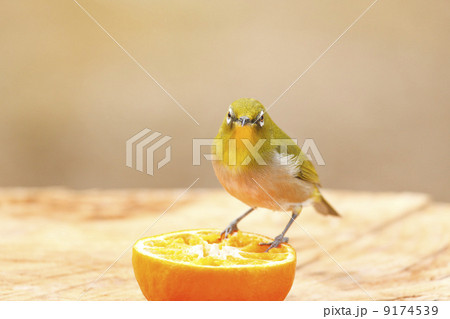 庭に来る野鳥・メジロ 9174539