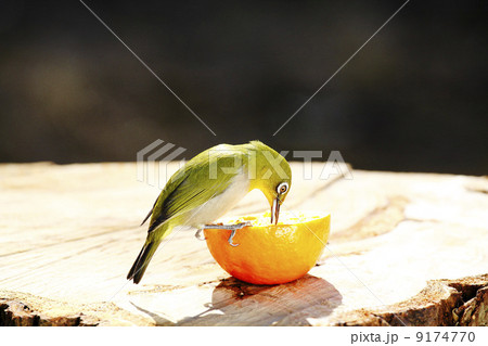 庭に来る野鳥・メジロ 9174770