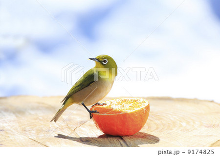 庭に来る野鳥・メジロ 9174825