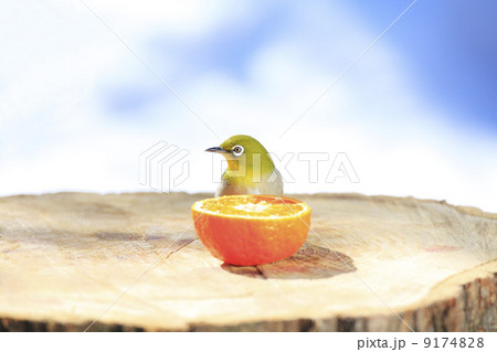 庭に来る野鳥・メジロ 9174828