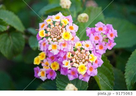 ランタナ 9175063