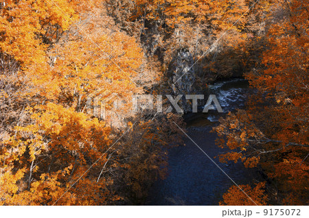 紅葉の定山渓（北海道　札幌） 9175072