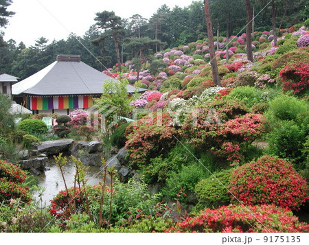青梅市 塩船観音 ツツジまつり 青梅市 塩船観音 ツツジまつり 9175135
