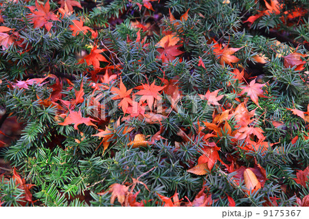 落ち葉の紅葉 落ち葉の紅葉 9175367