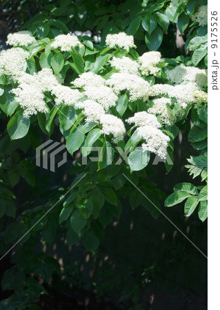 水木 またの名をクルマミズキと申します。 水木 またの名をクルマミズキと申します。 9175526