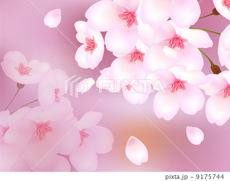 桜　さくら　背景 9175744