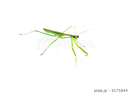 Green Preying Mantis Green Preying Mantis 9175844