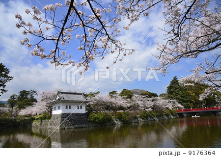 小田原城址公園の桜 小田原城址公園の桜 9176364