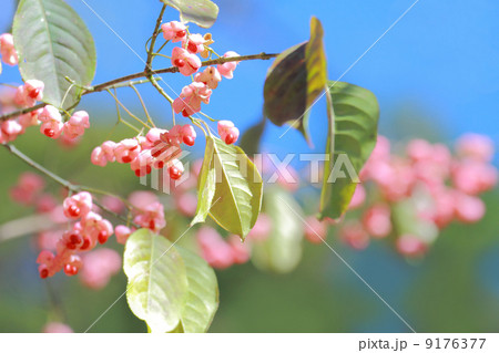 マユミの実 9176377