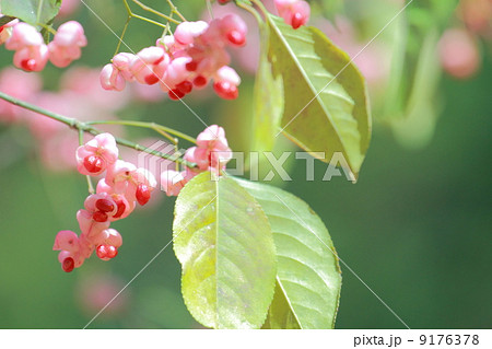 マユミの実 9176378