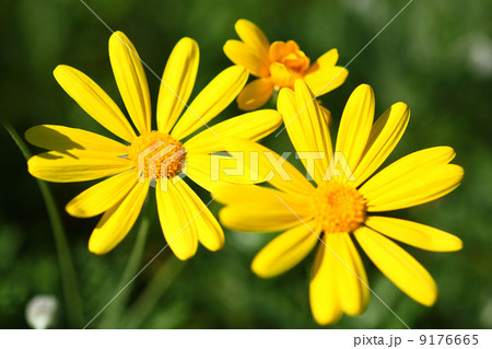 ユリオプスデージーの花 9176665