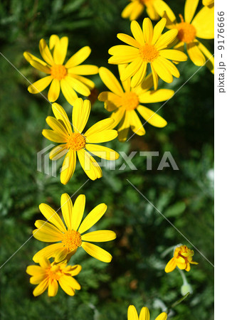 ユリオプスデージーの花 9176666