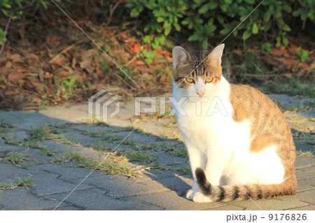 佇む野良猫 9176826