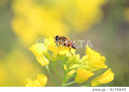ミツバチと菜の花 ミツバチと菜の花 9176840