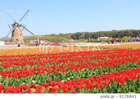 チューリップ畑と風車 チューリップ畑と風車 9176841