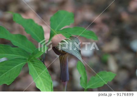 紫蝮草　ムラサキマムシグサと申します 9176899