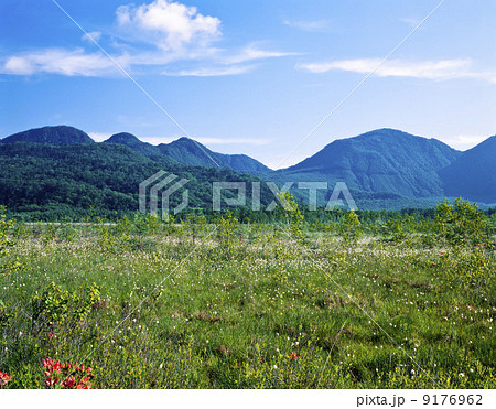 栃木県・初夏の奥日光戦場ヶ原 栃木県・初夏の奥日光戦場ヶ原 9176962