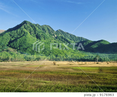 栃木県・新緑の奥日光小田代が原 9176963