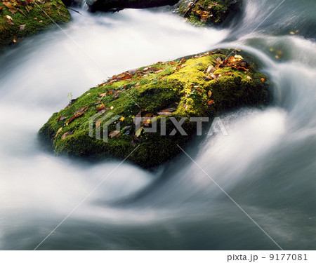 青森県・秋の奥入瀬渓流 9177081