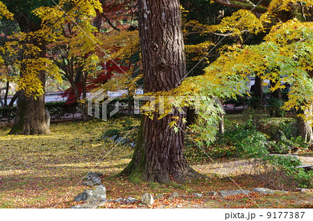 大寧寺紅葉 9177387