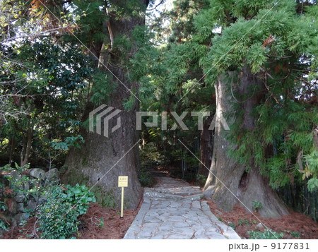 熊野古道・那智の夫婦杉 9177831
