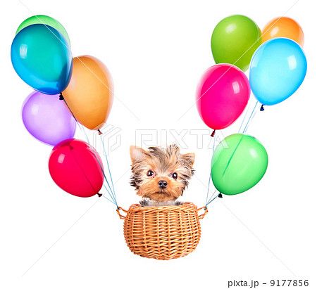 dog flying in a basket with air balloons dog flying in a basket with air balloons 9177856