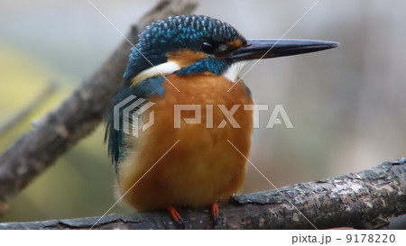 カワセミ カワセミ 9178220