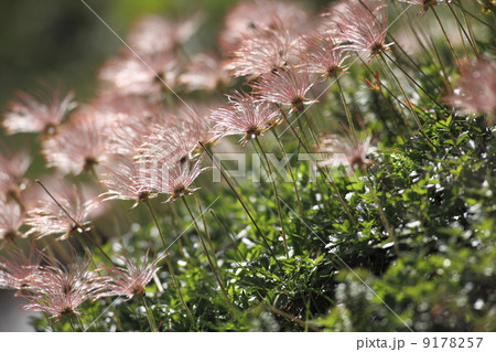 チングルマ２ 9178257