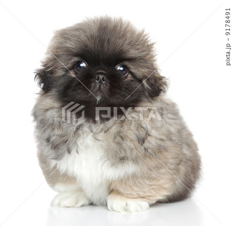Pekingese puppy portrait Pekingese puppy portrait 9178491