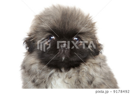 Cute Pekingese puppy 9178492