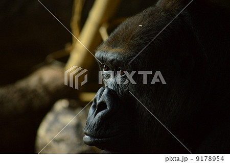 見つめるお母さんゴリラ 9178954