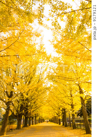 黄金の銀杏並木 9179121