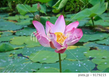 Lotus flower and Lotus flower plants Lotus flower and Lotus flower plants 9179215