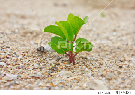 Green plant is growing in sand. 9179385
