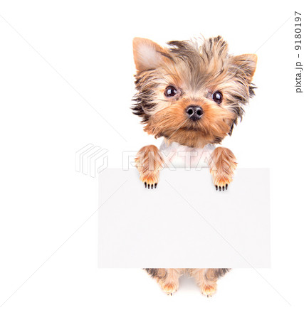 dog with bunner isolated 9180197