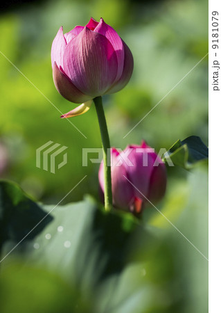 蓮花 9181079