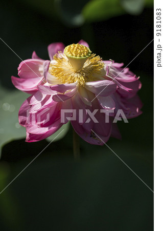 蓮花 9181083