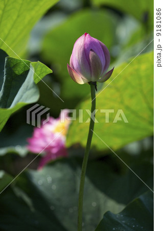 蓮花 9181086