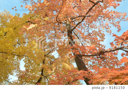 フウの紅葉 9181150