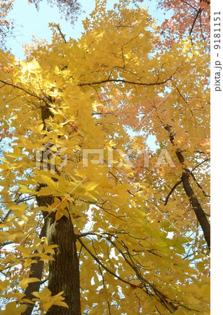 フウの紅葉 9181151