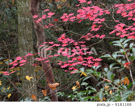 コハウチワカエデの紅葉 9181166