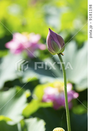 蓮花 9181198
