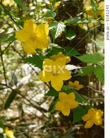 横浜三渓園に咲いた山吹の花 横浜三渓園に咲いた山吹の花 9181245