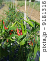 とうがらし 9181316