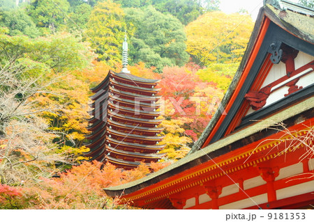 紅葉 9181353