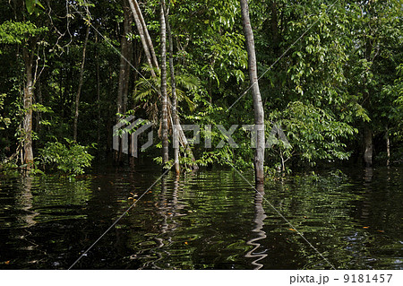 アマゾンの熱帯雨林 アマゾンの熱帯雨林 9181457
