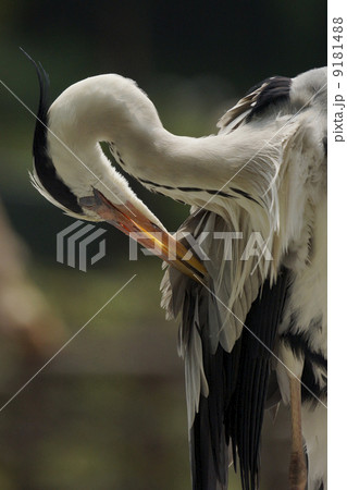 アオサギ 9181488