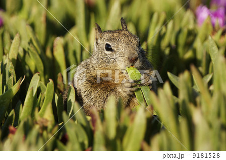 カリフォルニアジリス 9181528