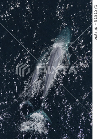 シロナガスクジラ 9181571