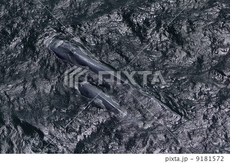 シロナガスクジラ 9181572
